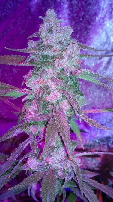 Starryder grown indoors from feminized cannabis seeds 