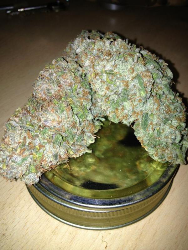 Dutch Passion StarRyder Grow Review