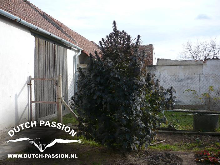 Frisian Dew Dutch Passion