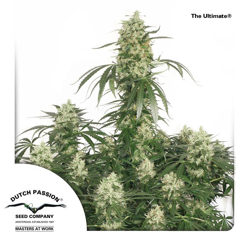 The Ultimate - Dutch Passion Cannabis Seeds