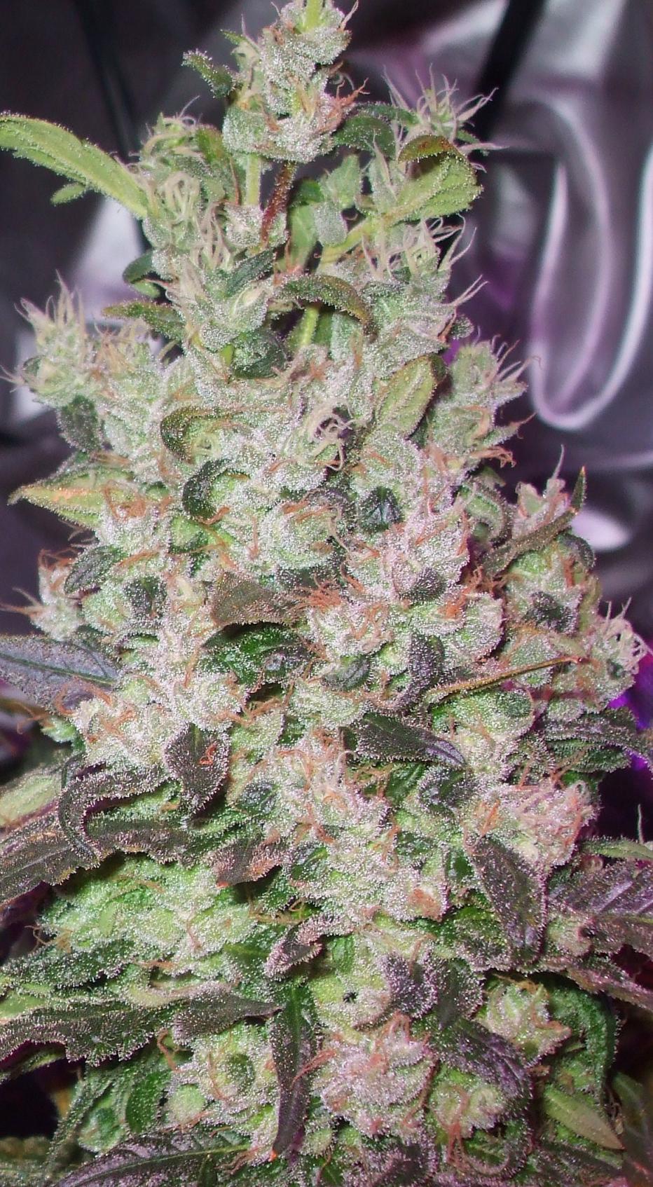 frosty nuggets