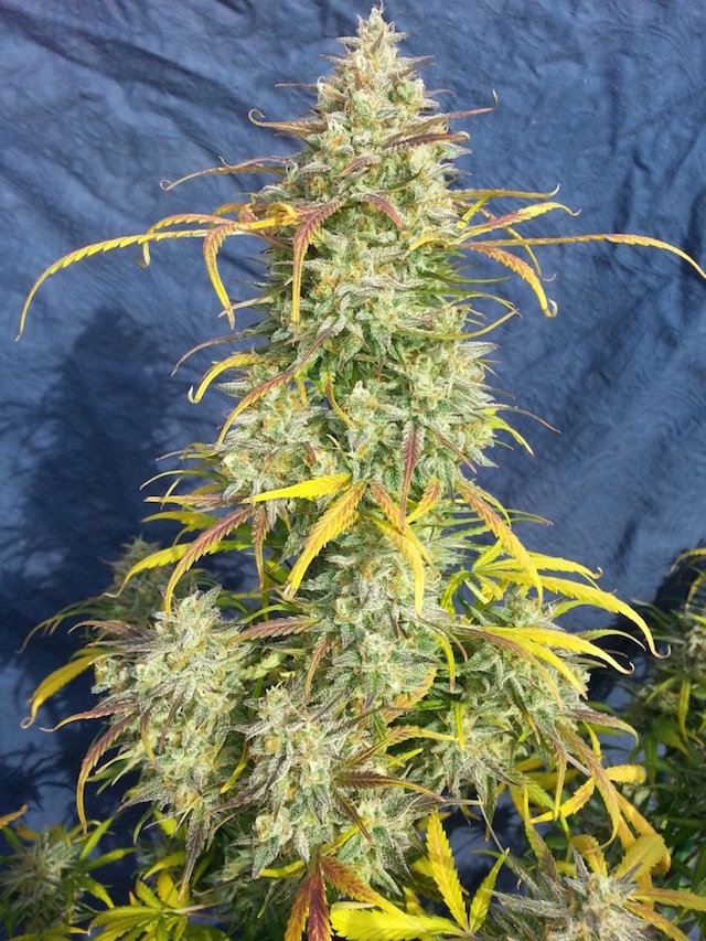 Auto Xtreme home grown cannabis Dutch Passion Blogs