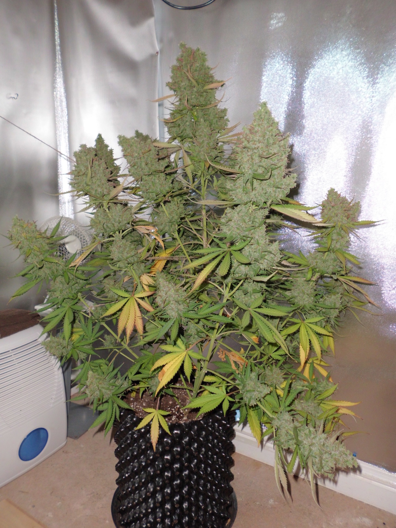 big drooping auto blueberry