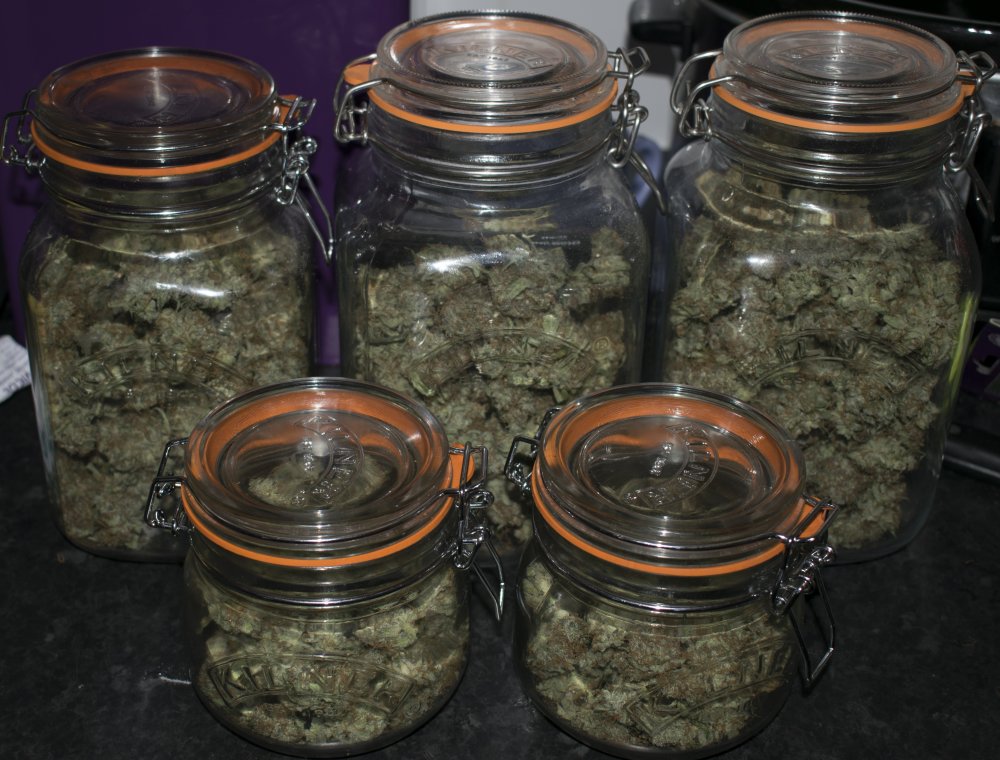  AutoBrooklyn Sunrise jars Dutch Passion