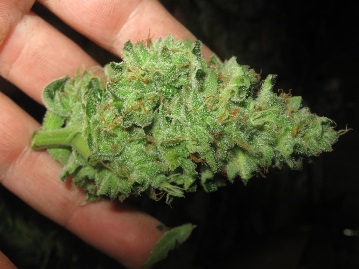 a bud in the hand is worth 2 on the bush