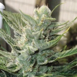 close up bud