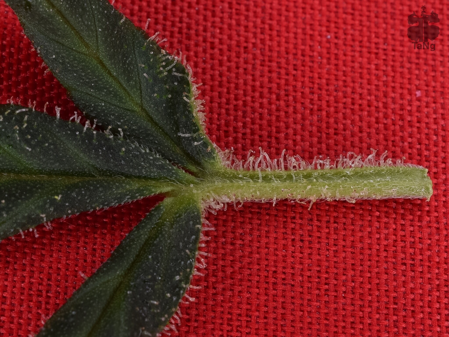frosty leaf
