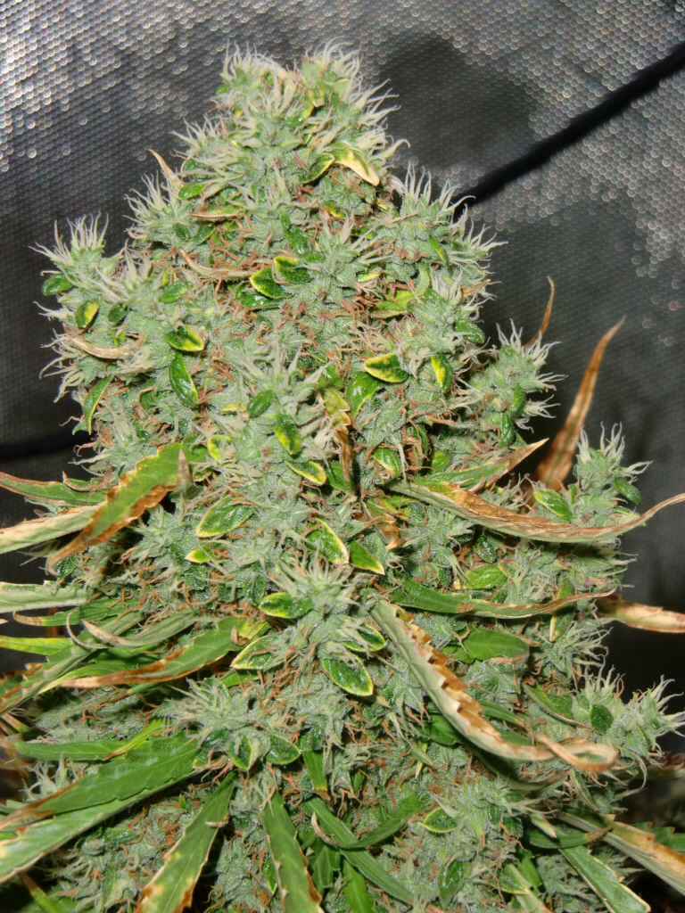 resinous and heavy cola
