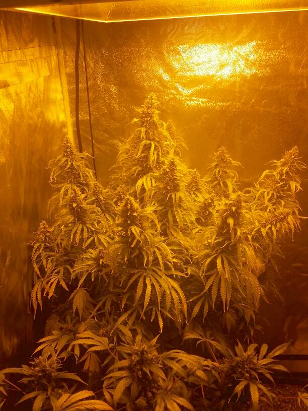  Dutch Passion’s best selling autoflower seeds