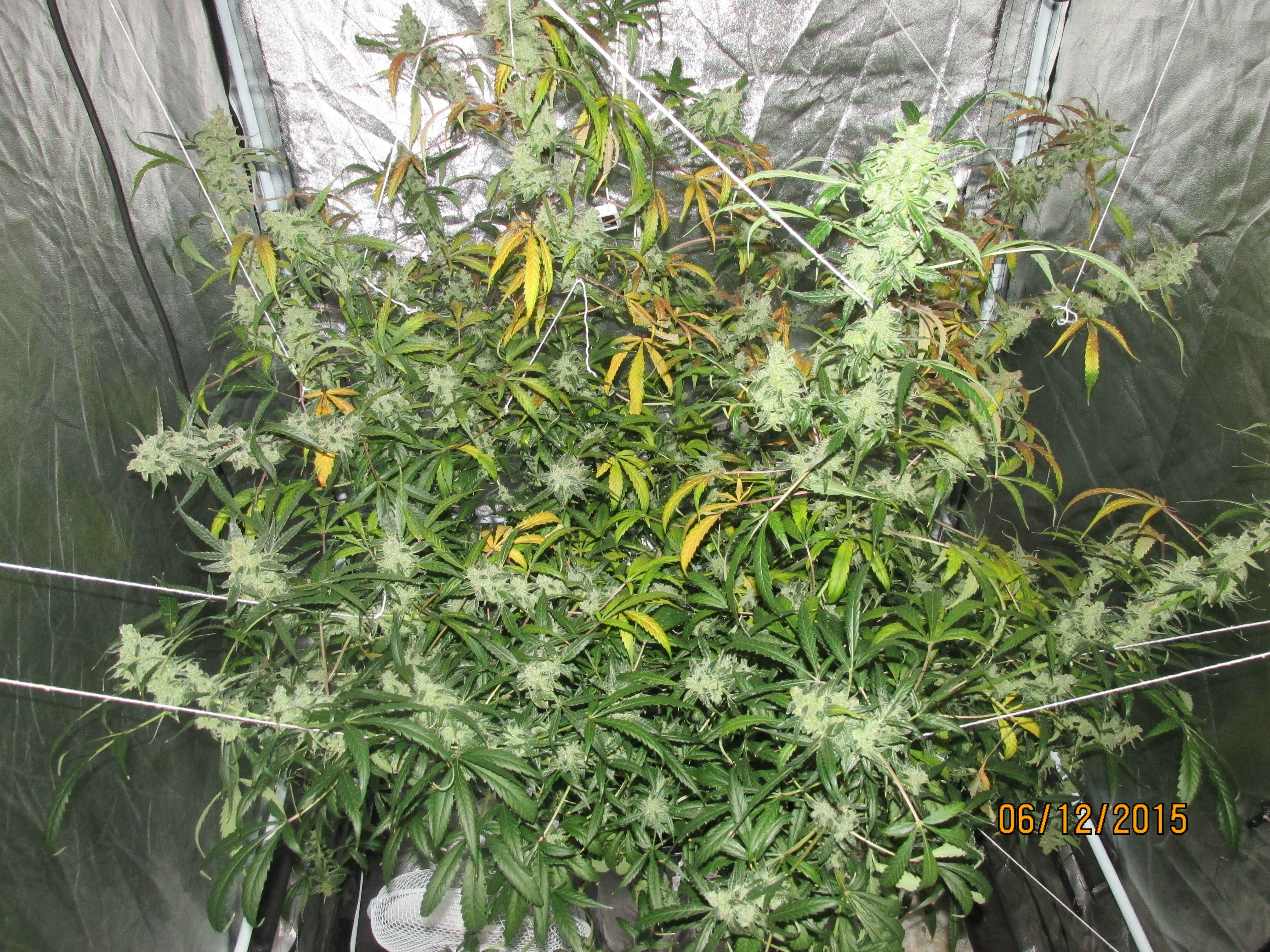 AutoEuforia home grow review