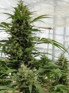 Dutch Passion AutoXtreme Grow Review By 'TUP'