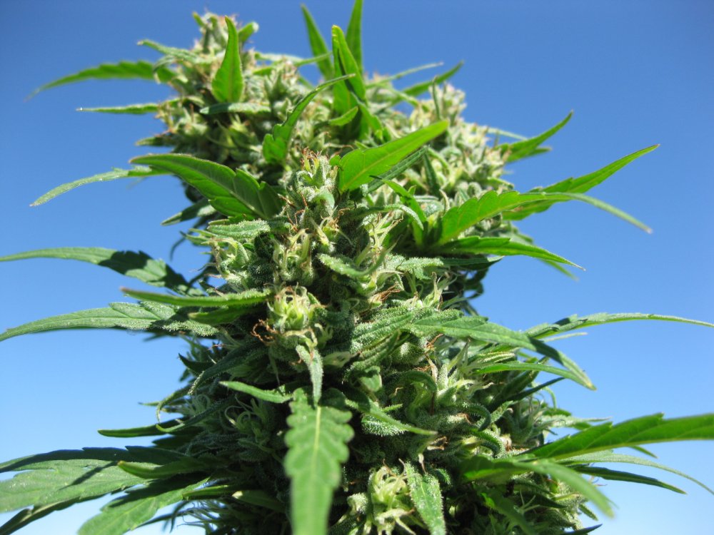 Blueberry Canadian outdoor cannabis grow