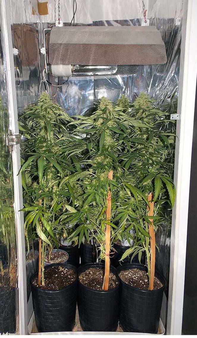 the grow room