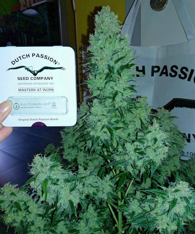 Auto Cinderella Jack Autoflowering cannabis seeds