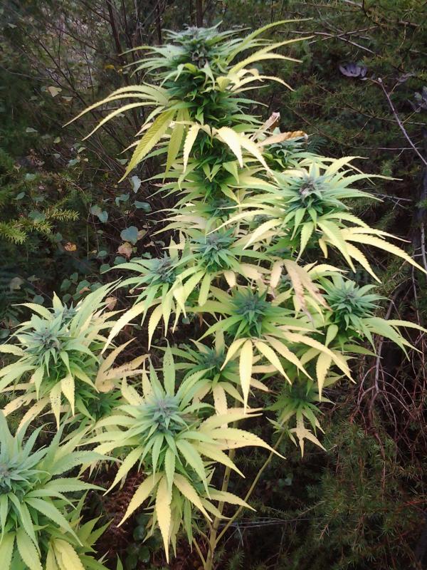 outdoor grown cannabis Dutch Passion