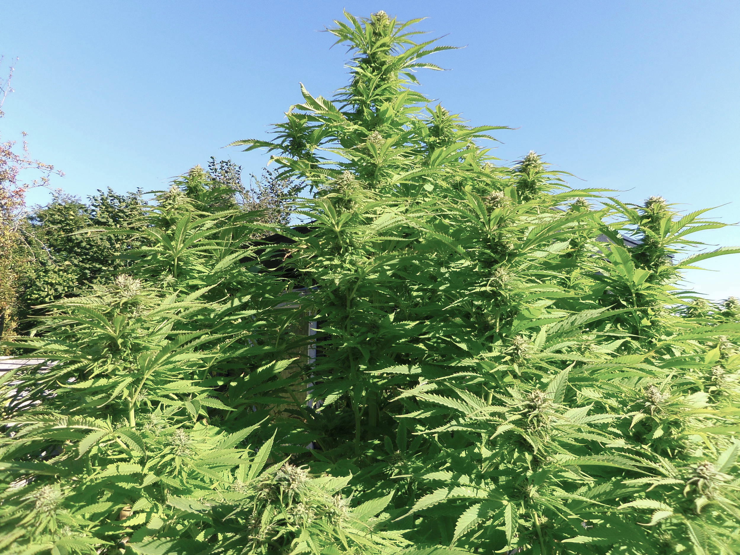 Frisian Dew outdoor cannabis grow