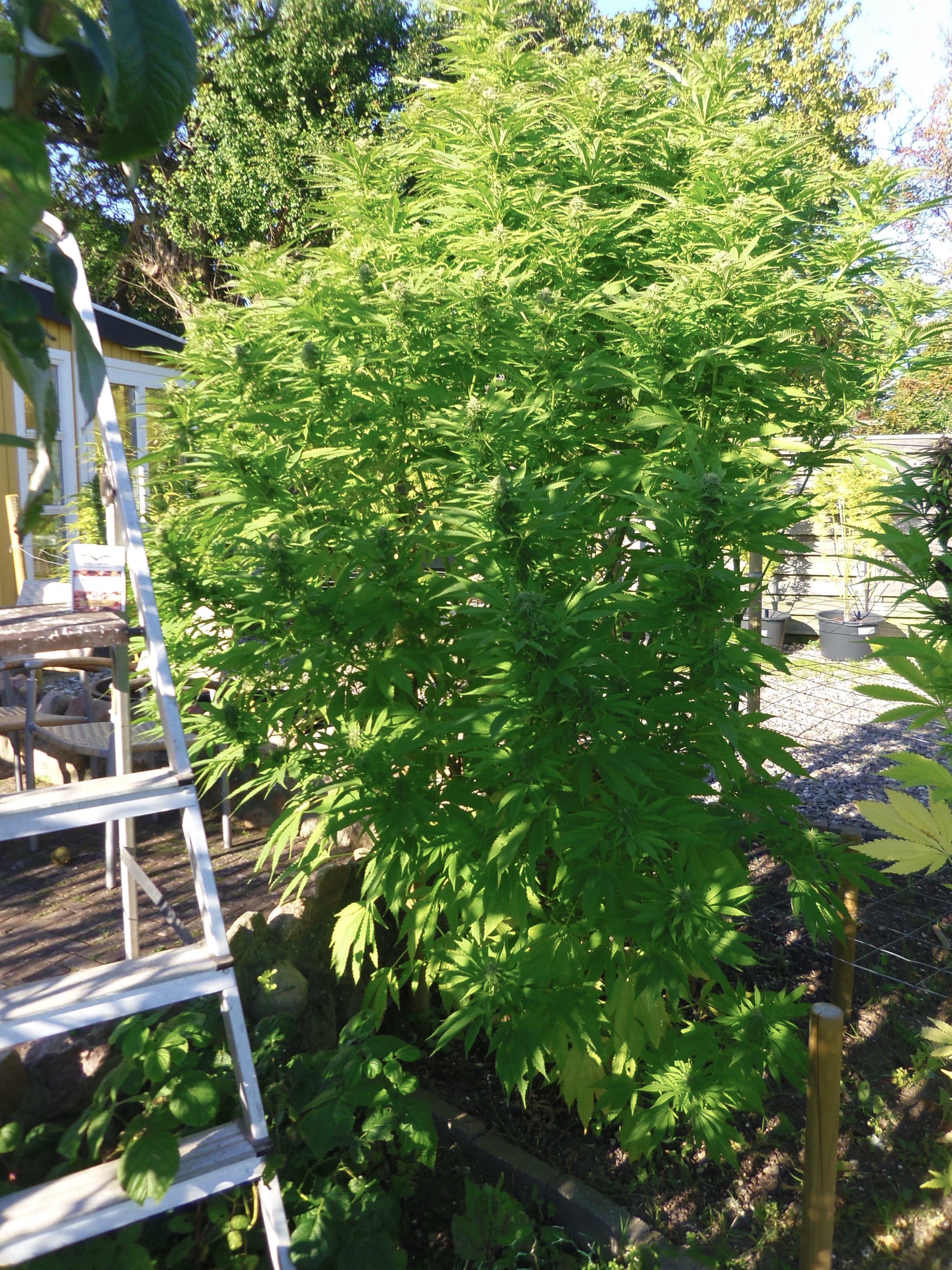 Frisian Dew outdoor cannabis grow
