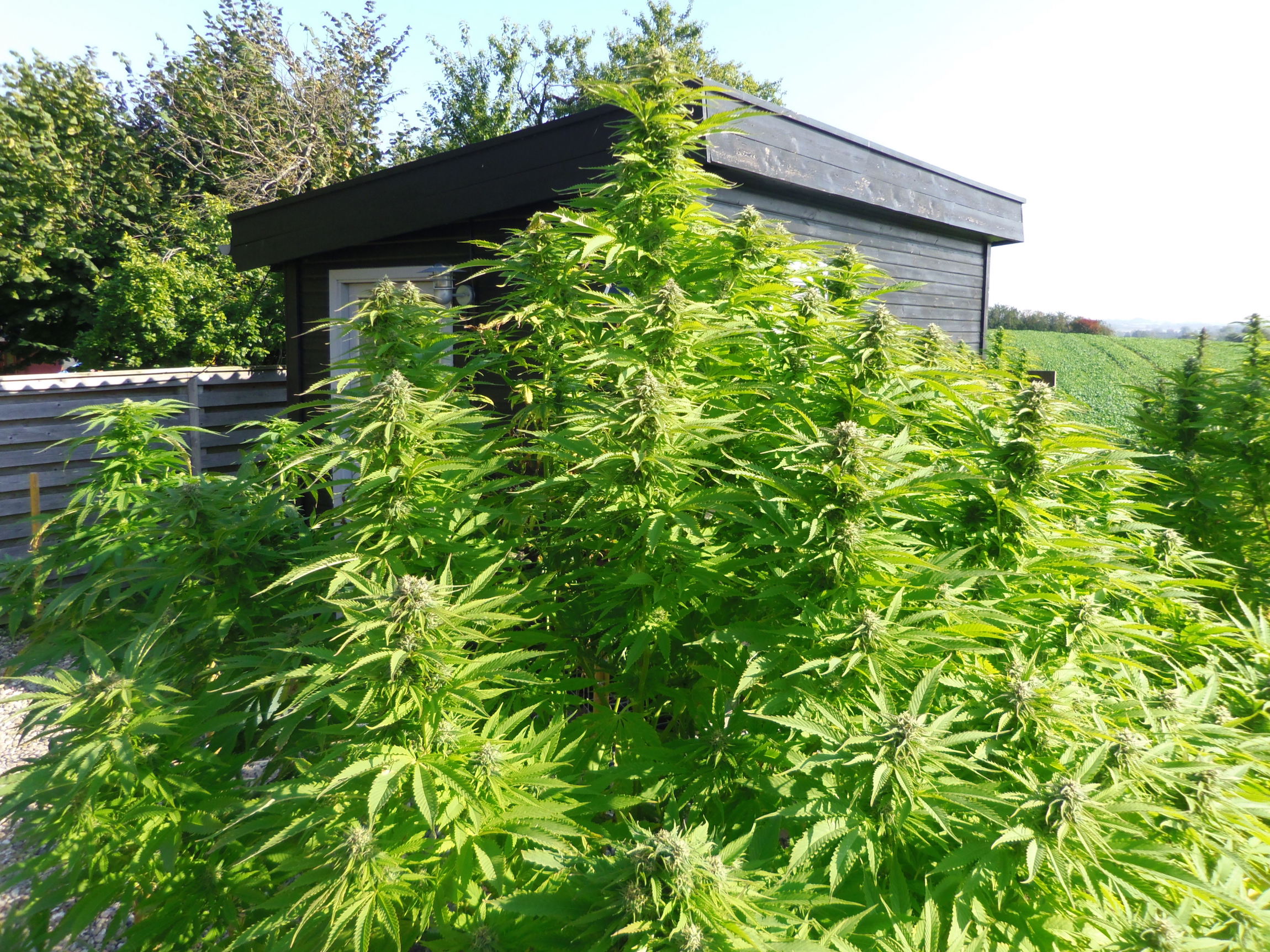 Frisian Dew outdoor cannabis grow