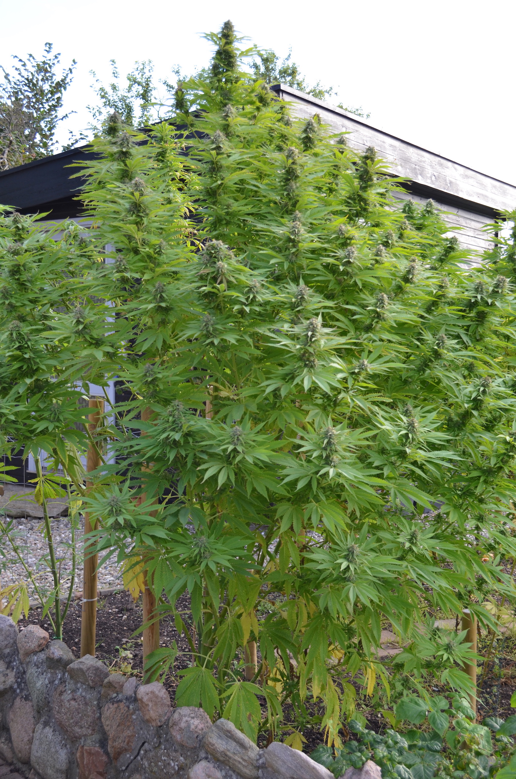 Frisian Dew outdoor cannabis grow