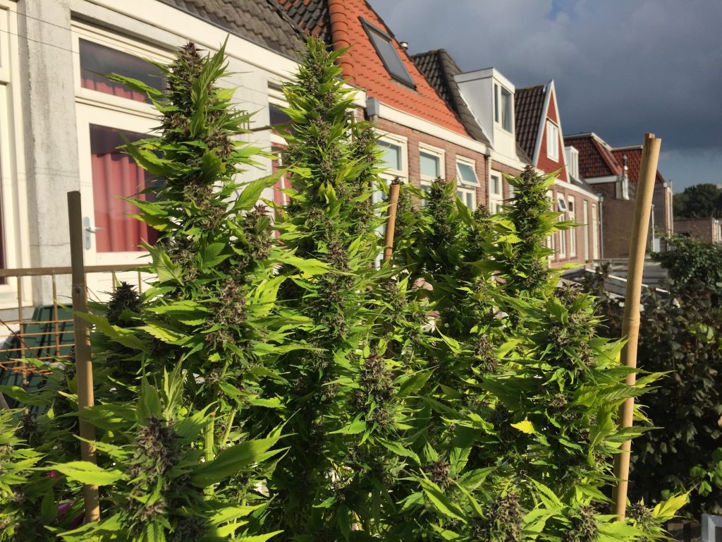 Frisian Duck is a favourite pick of growers looking for the best stealth cannabis strains for outdoors