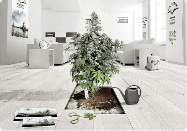 How to optimise your grow room