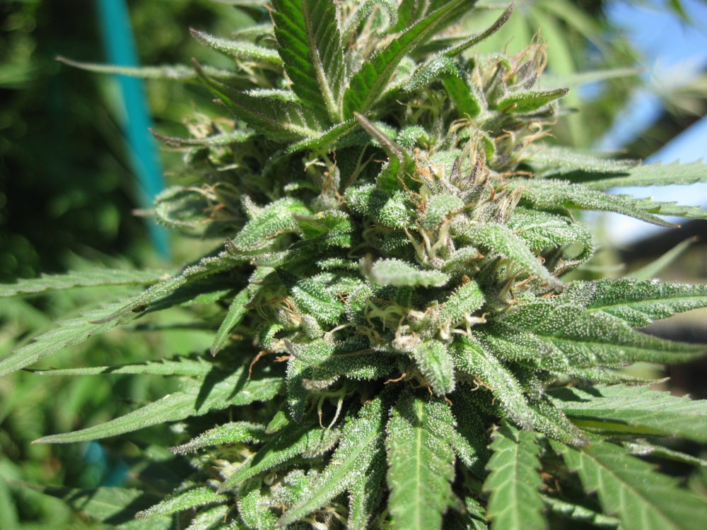 Canadian outdoor cannabis grow