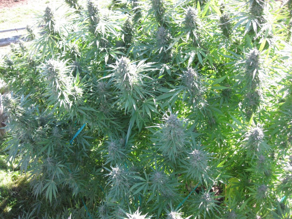 Hollands Hope Canadian outdoor cannabis grow
