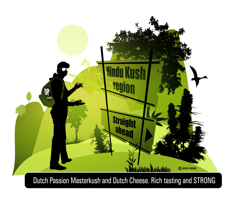 Dutch Passion Masterkush and Dutch Cheese