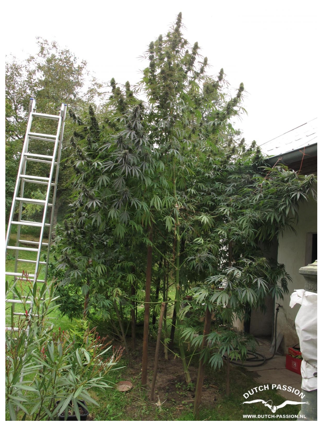 Large cannabis plants need plenty of water