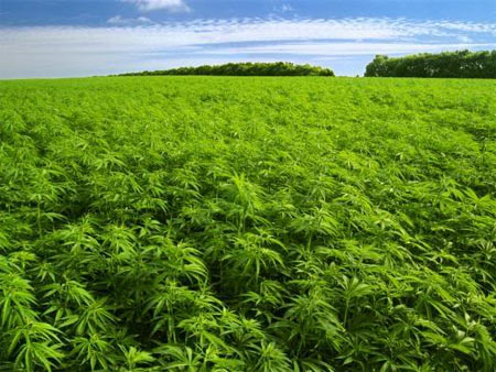 Outdoor growing cannabis tips