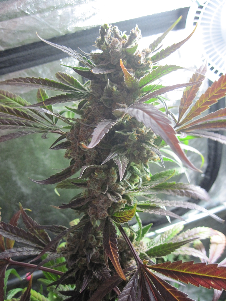 Masterkush home grown cannabis review