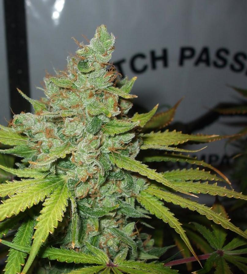 Orange Hill Special grown in 109 days including 12 days flush with pure reverse osmosis (RO) water.
