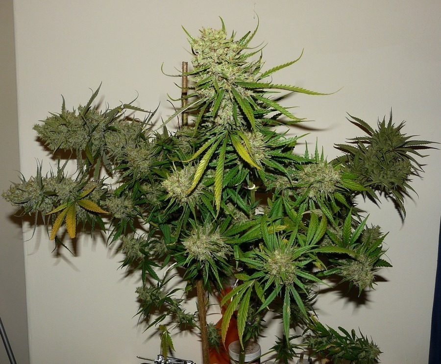 OutLaw Customer grow