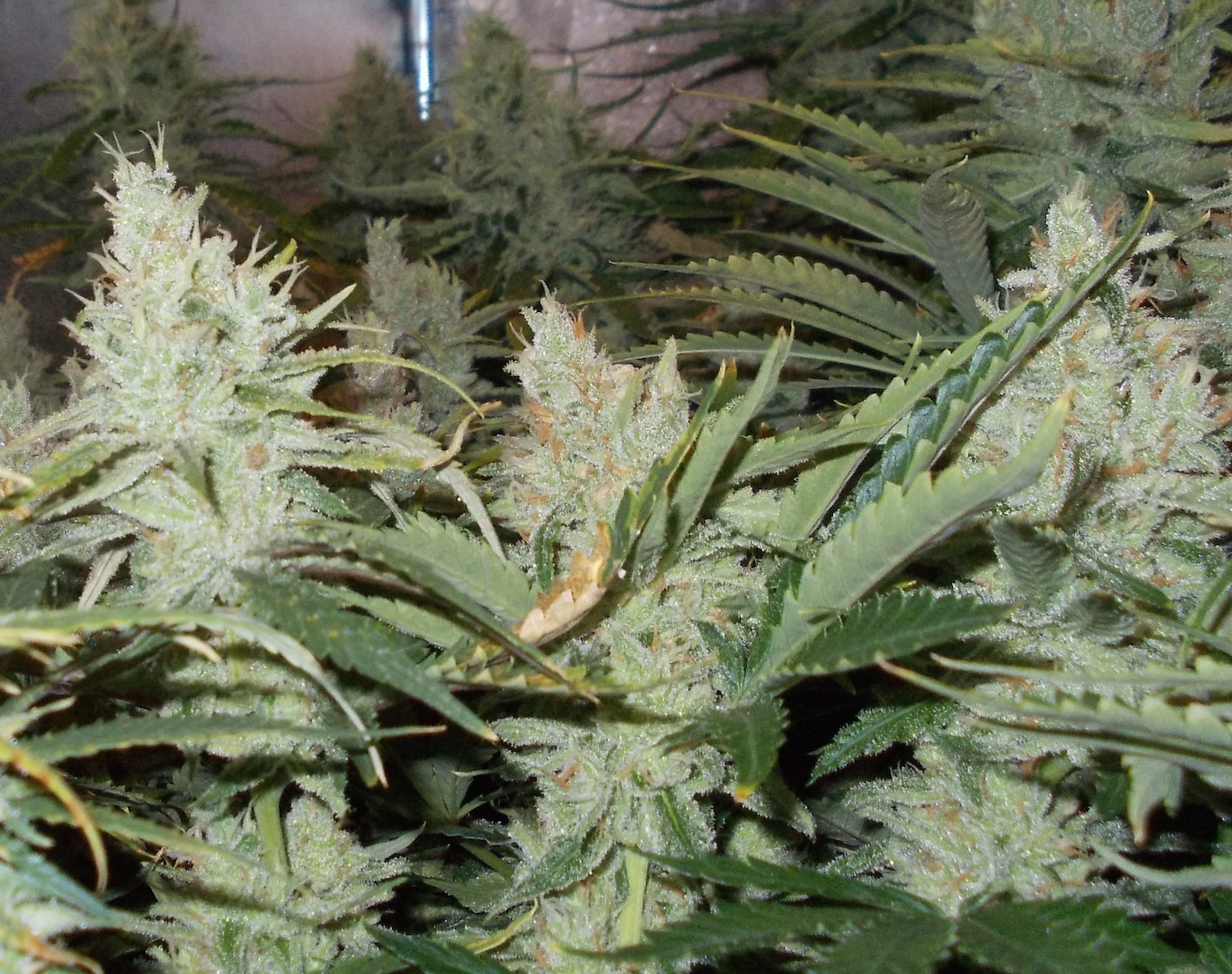 OutLaw grow review