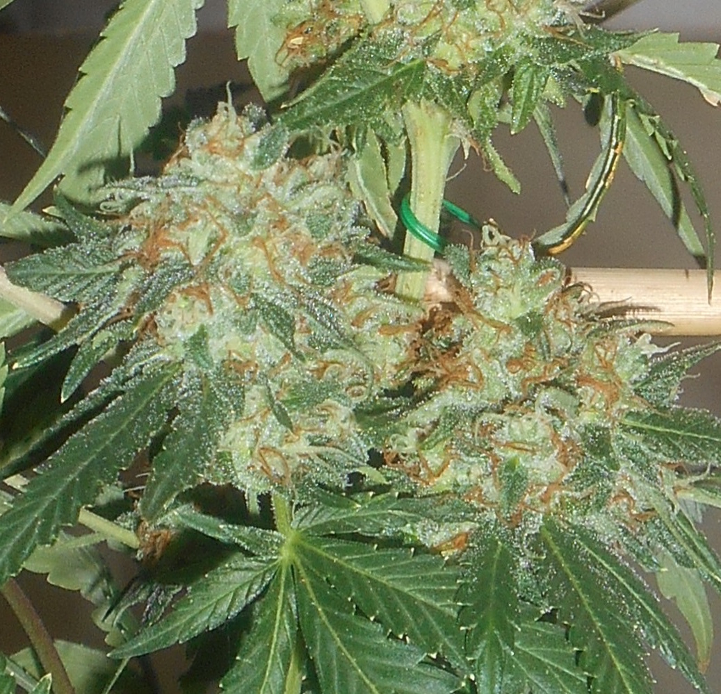 OutLaw grow review