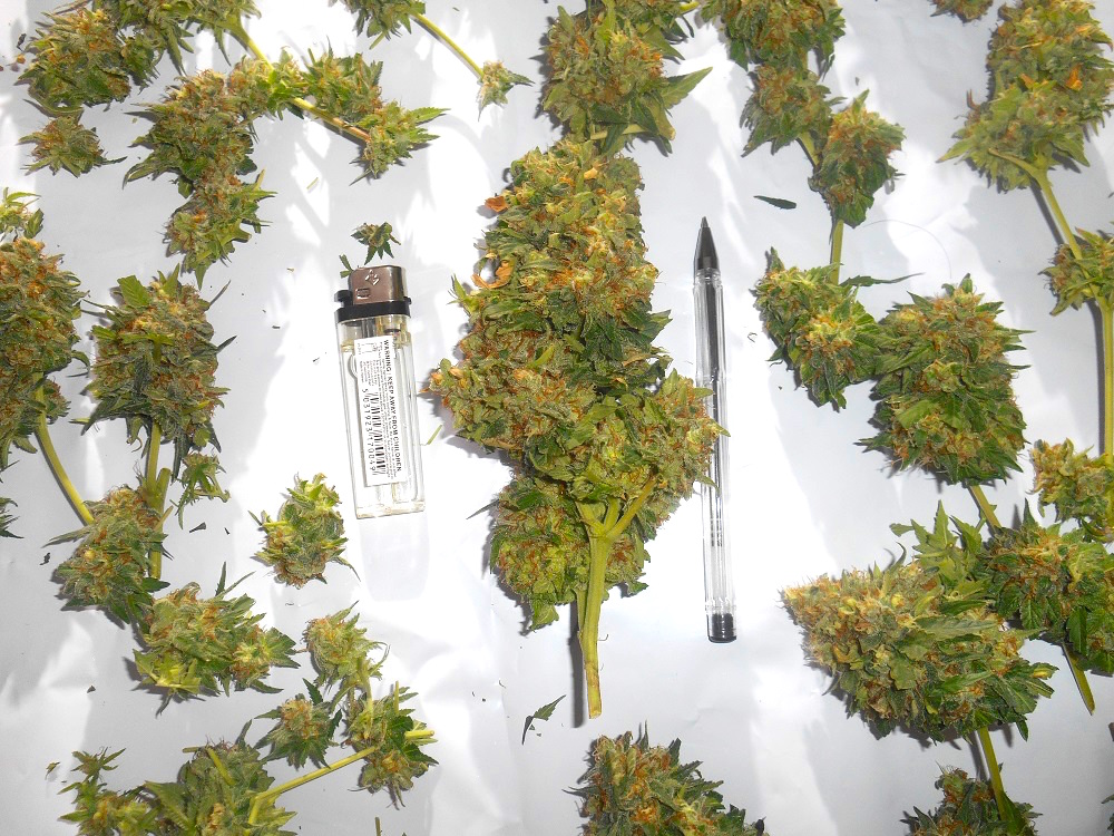 OutLaw grow review