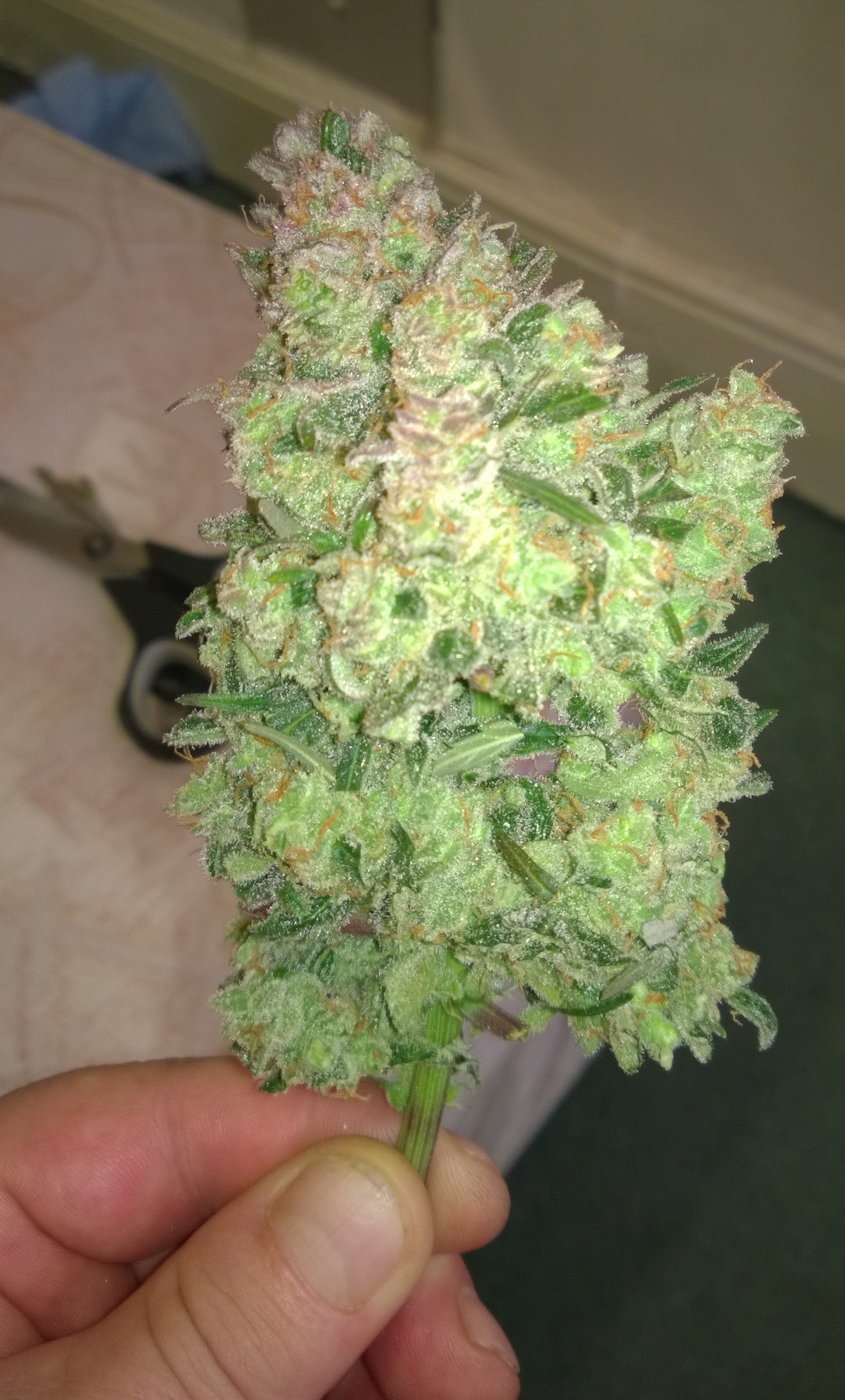 Auto Think Different frosty bud. 10% of the trichomes were amber at the start of the last week water flush.