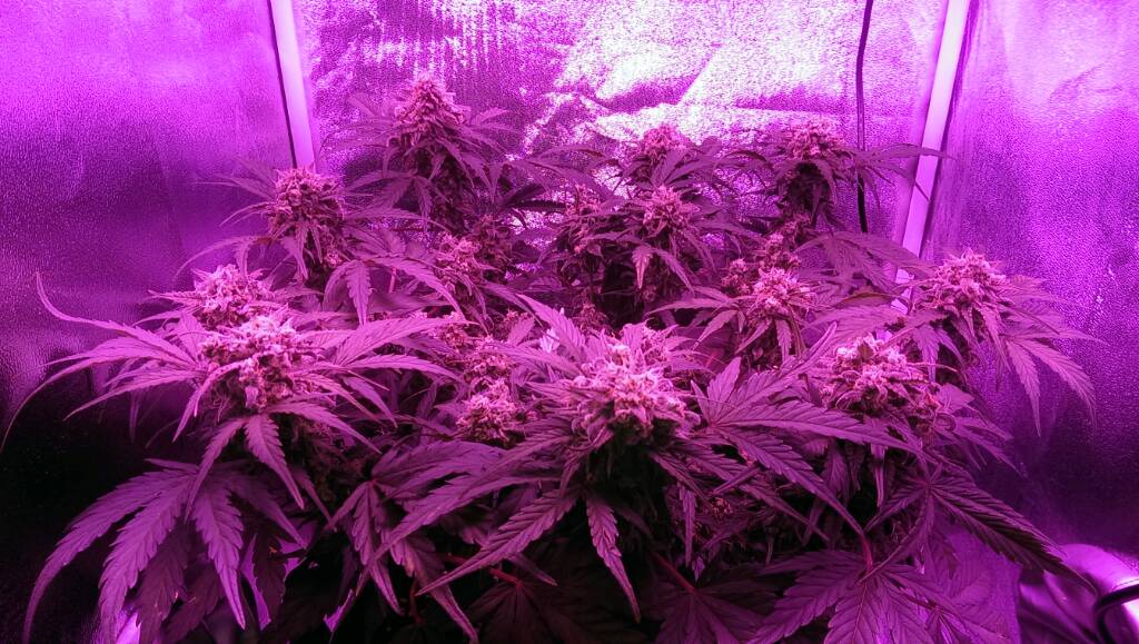 Think Different home grow