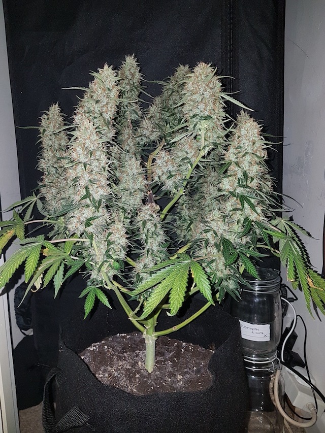 Auto Ultimate Customer Grow Review Dutch Passion Blogs