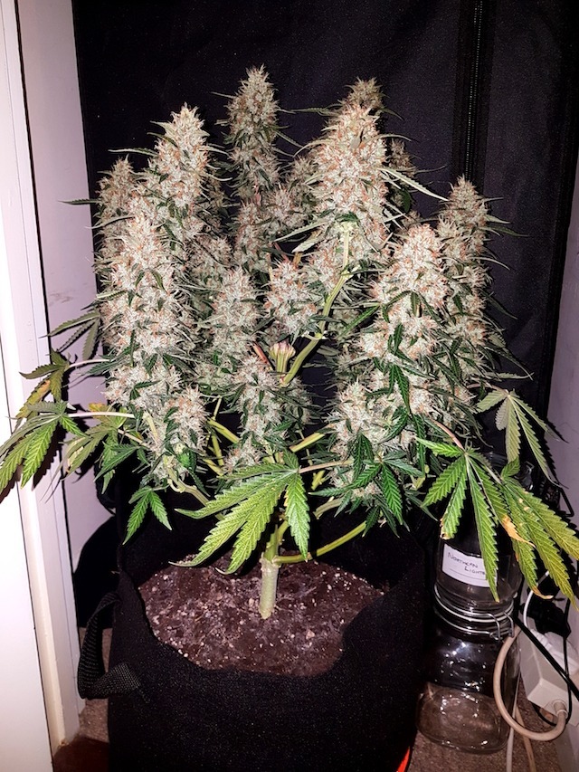 Auto Ultimate Customer Grow Review Dutch Passion Blogs