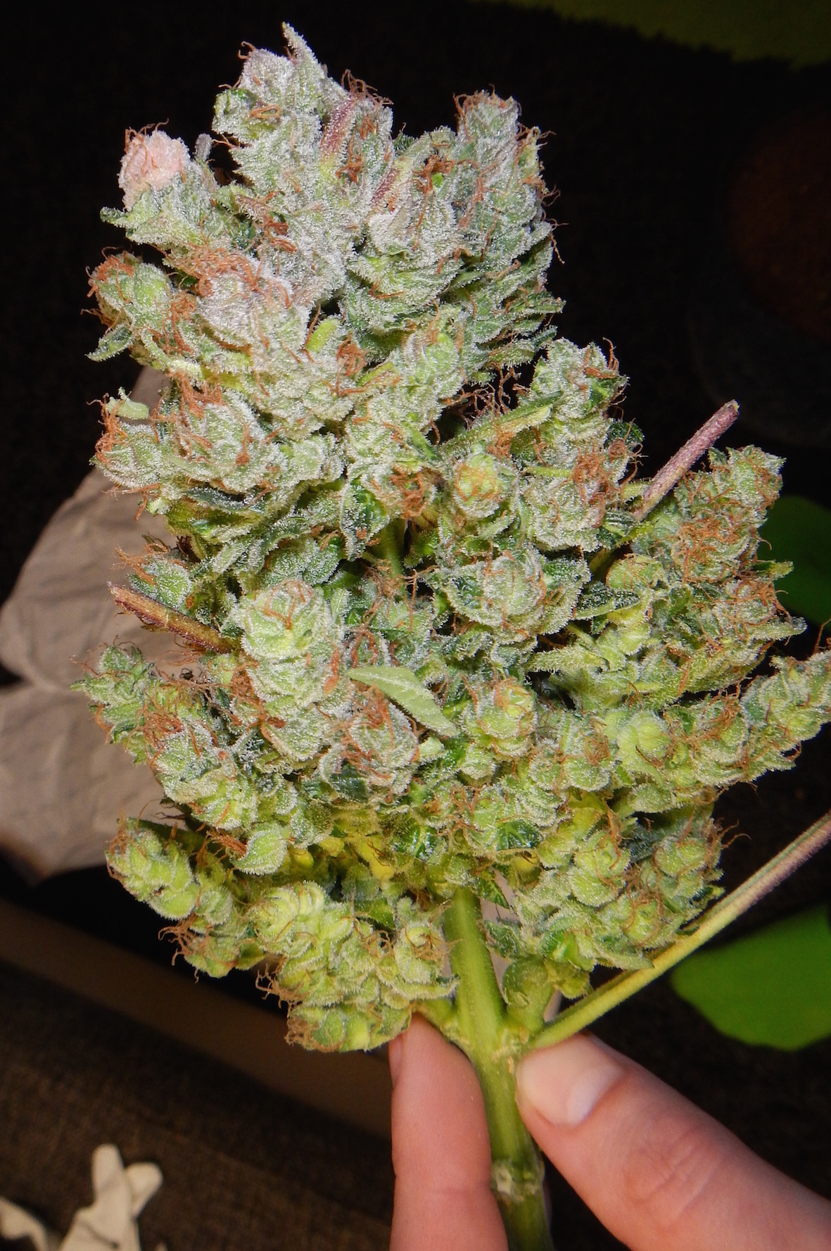 StarRyder strain review best seller frost baby