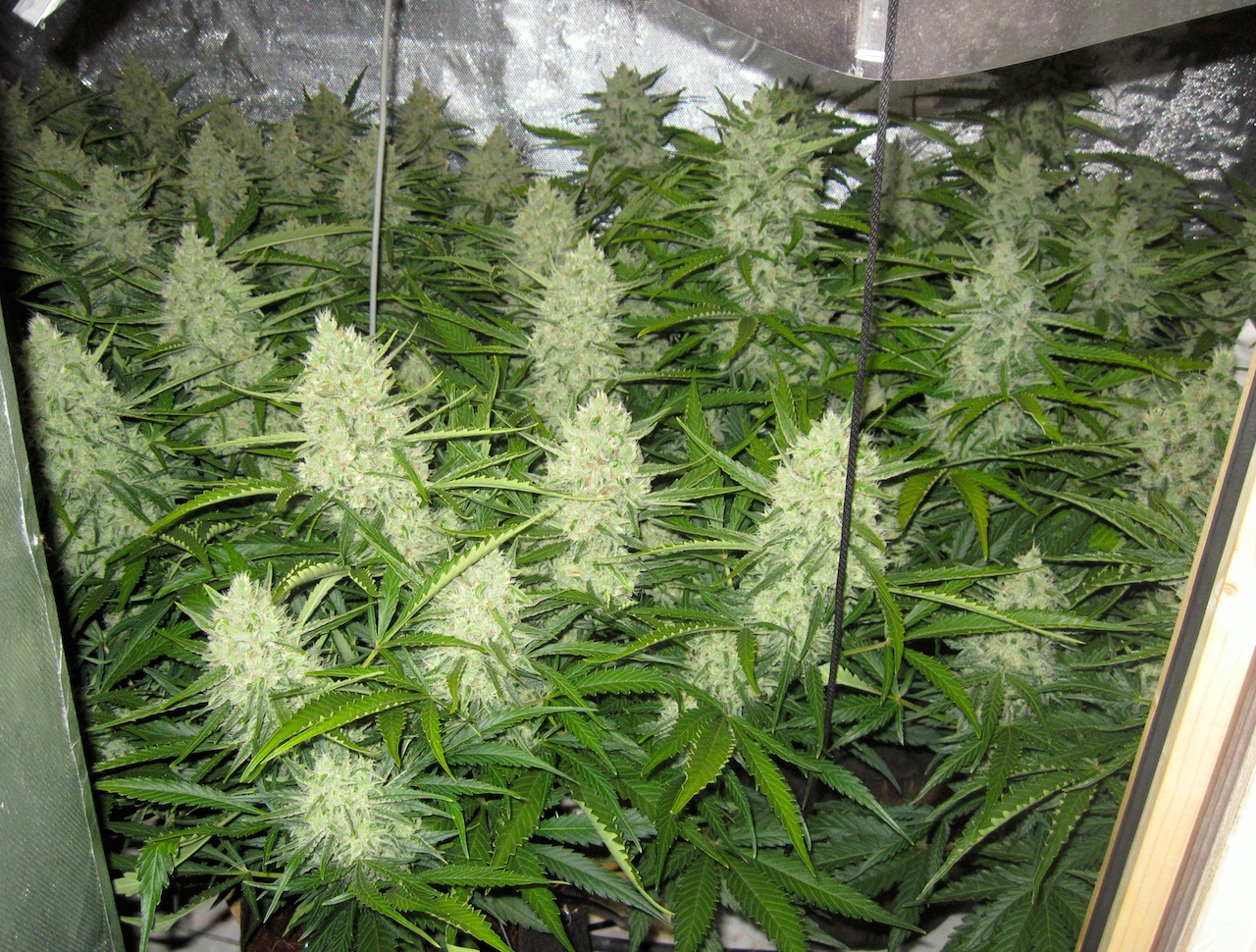 room full of buds