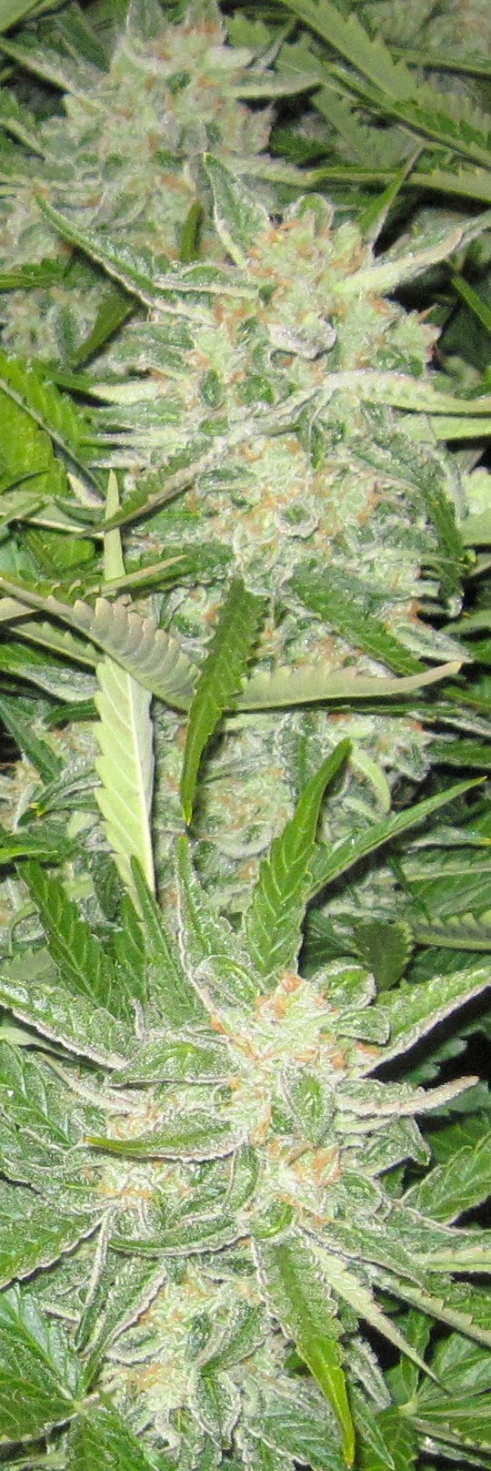 frosty bud shot baby