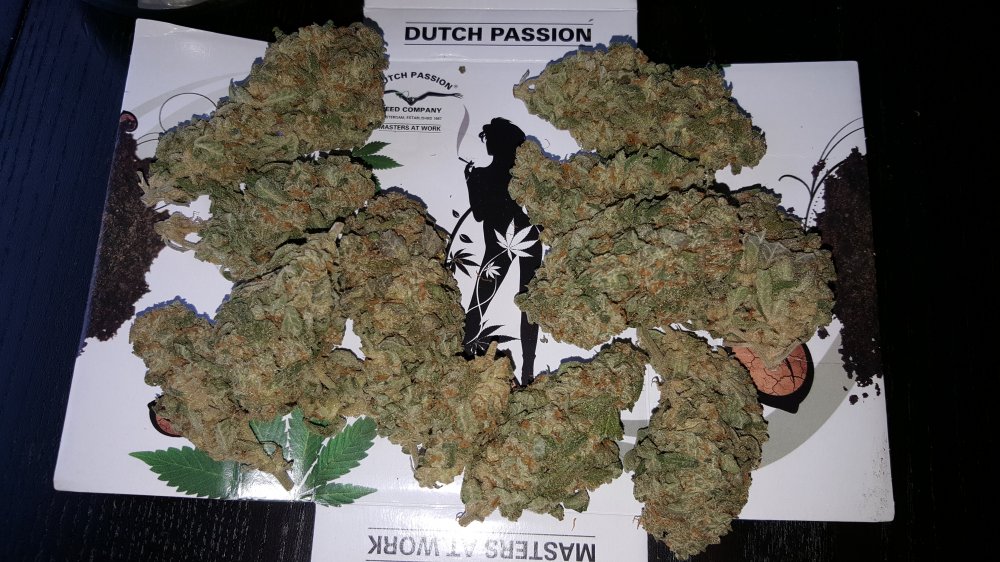 DUTCH PASSION - THINK BIG AUTO - 7 SEMI