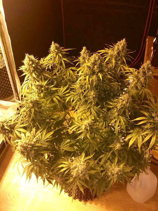  Dutch Passion’s best selling autoflower seeds