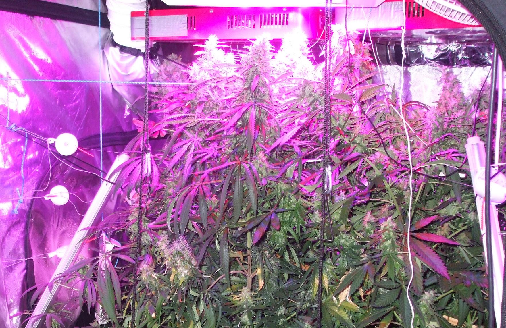 Dutch Passion The Ultimate grow diary