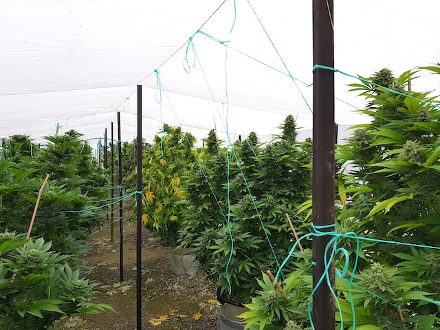Growing cannabis outdoors in australia