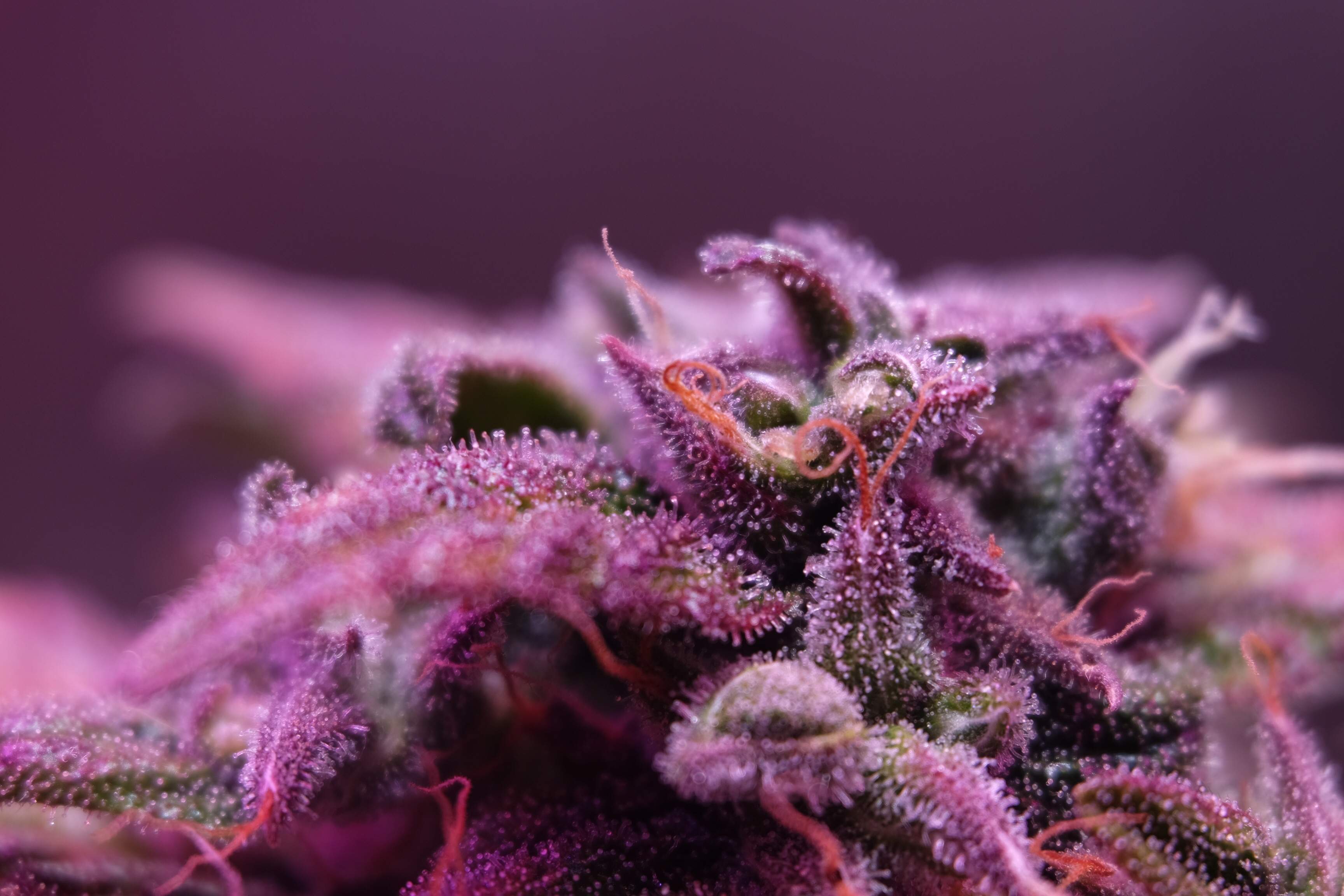  Close up of Auto Blackberry Kush under LED lights