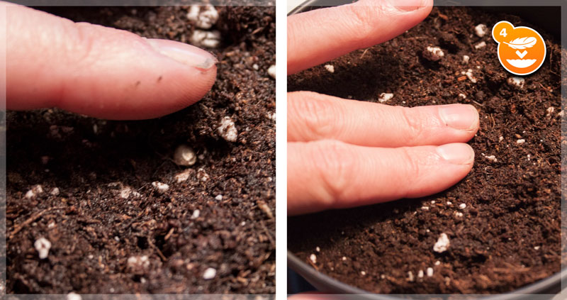 Can you plant weed seeds in dirt