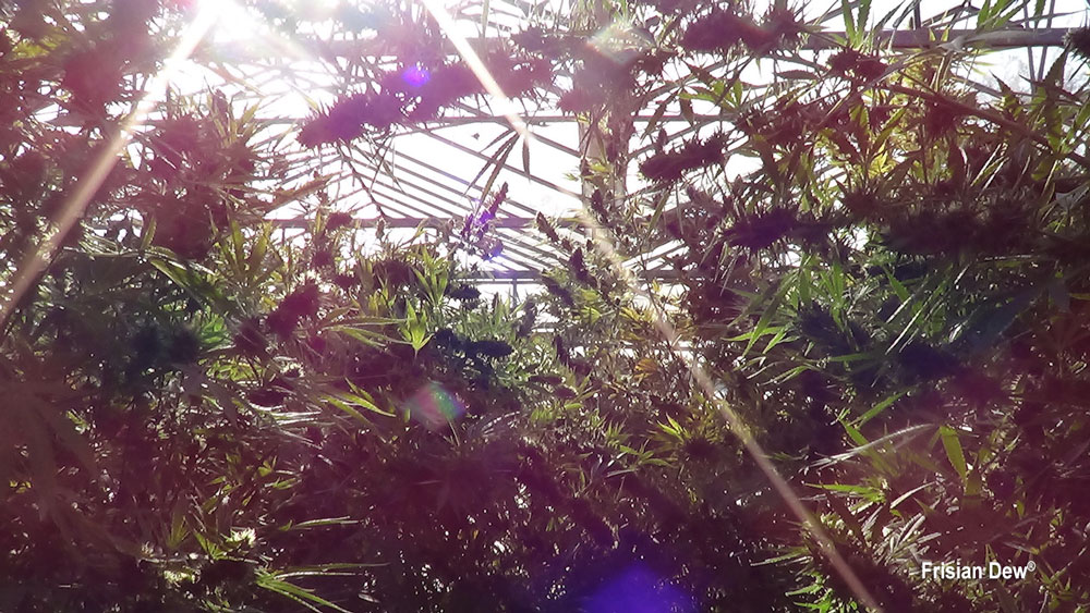 Frisian Dew in a greenhouse